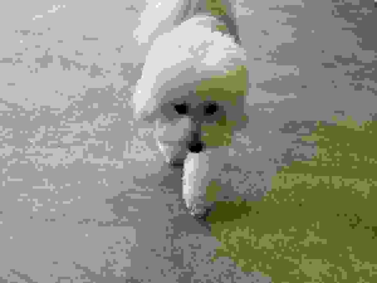 broken image