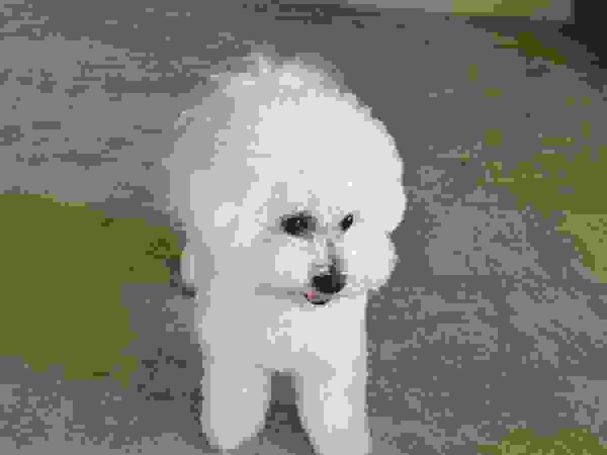 broken image