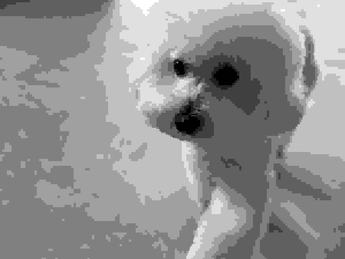 broken image
