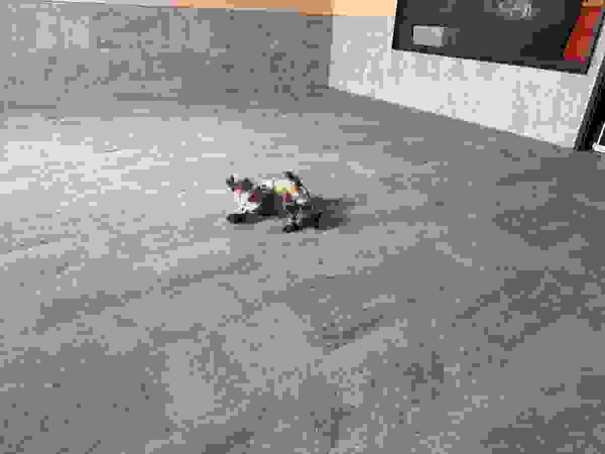 Section image