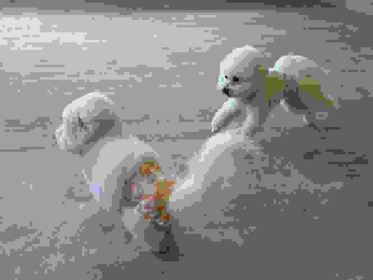 broken image