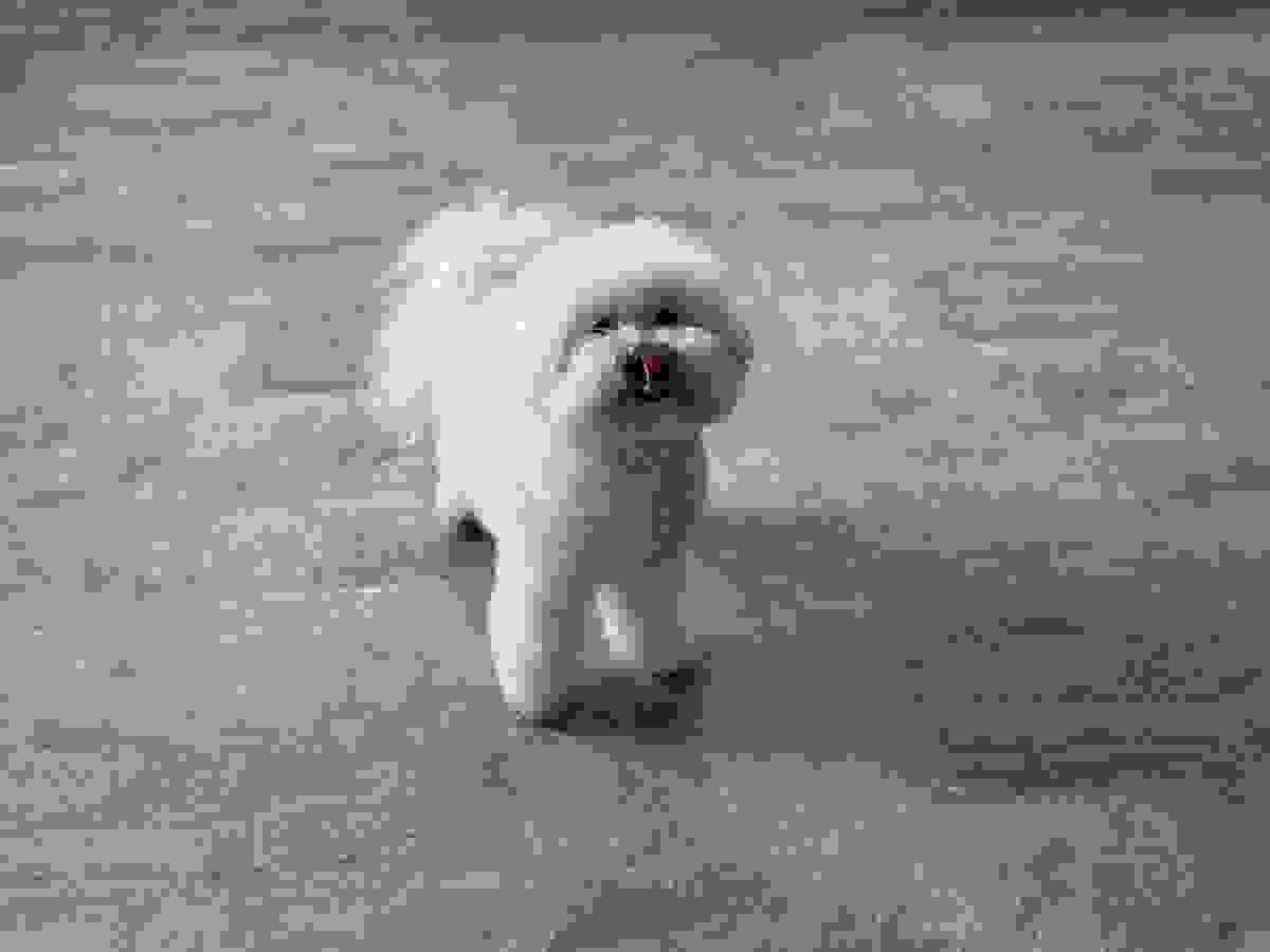 broken image
