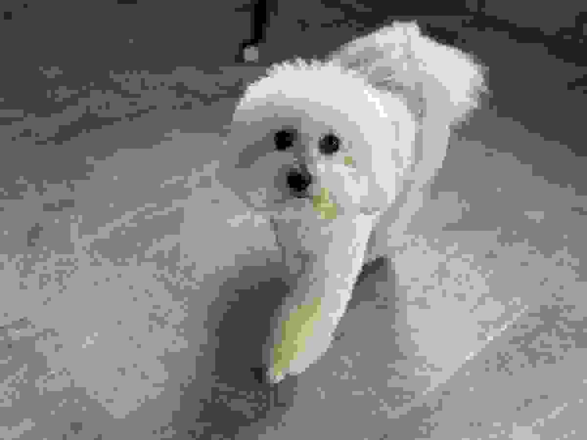 broken image