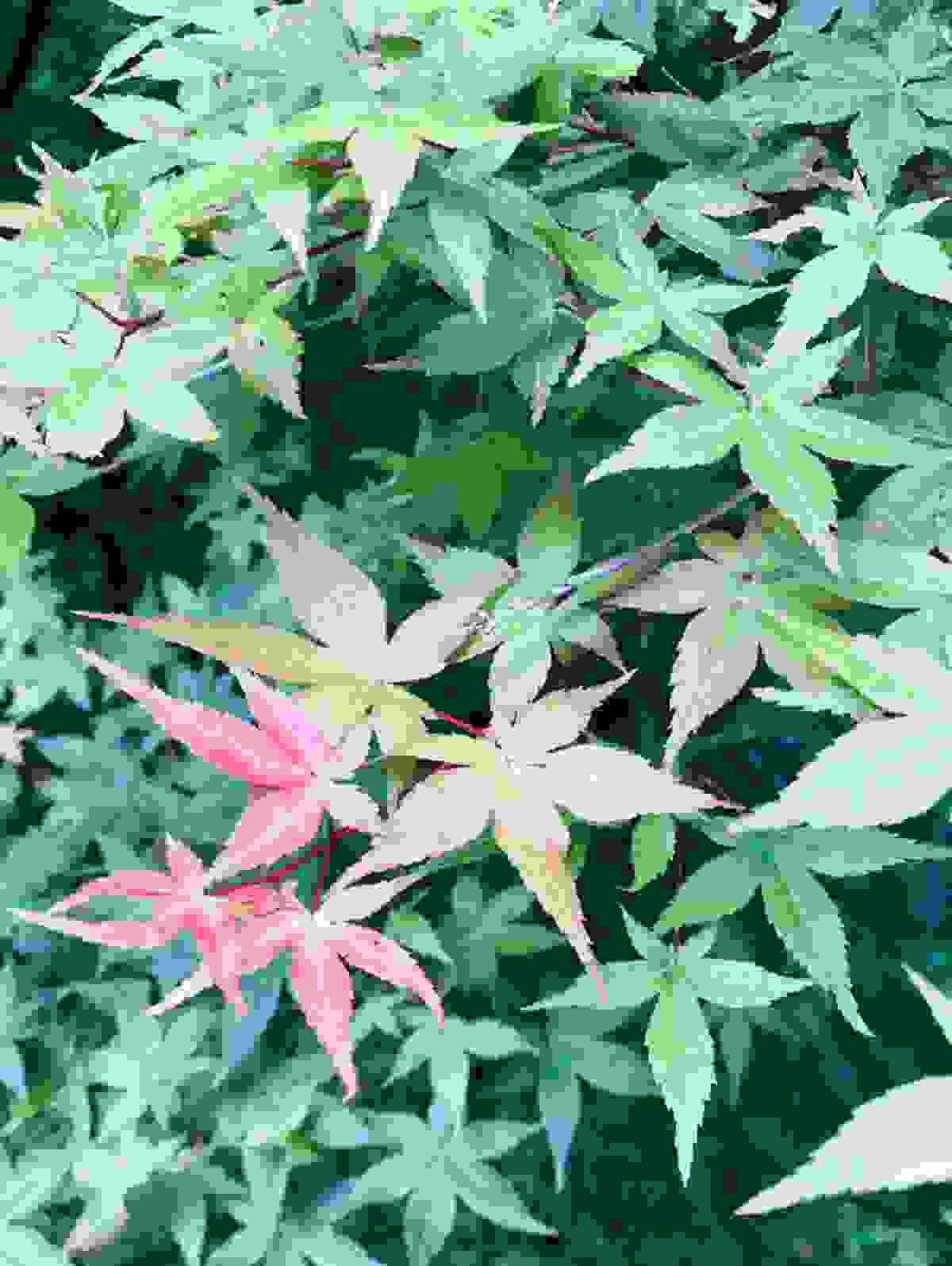 broken image