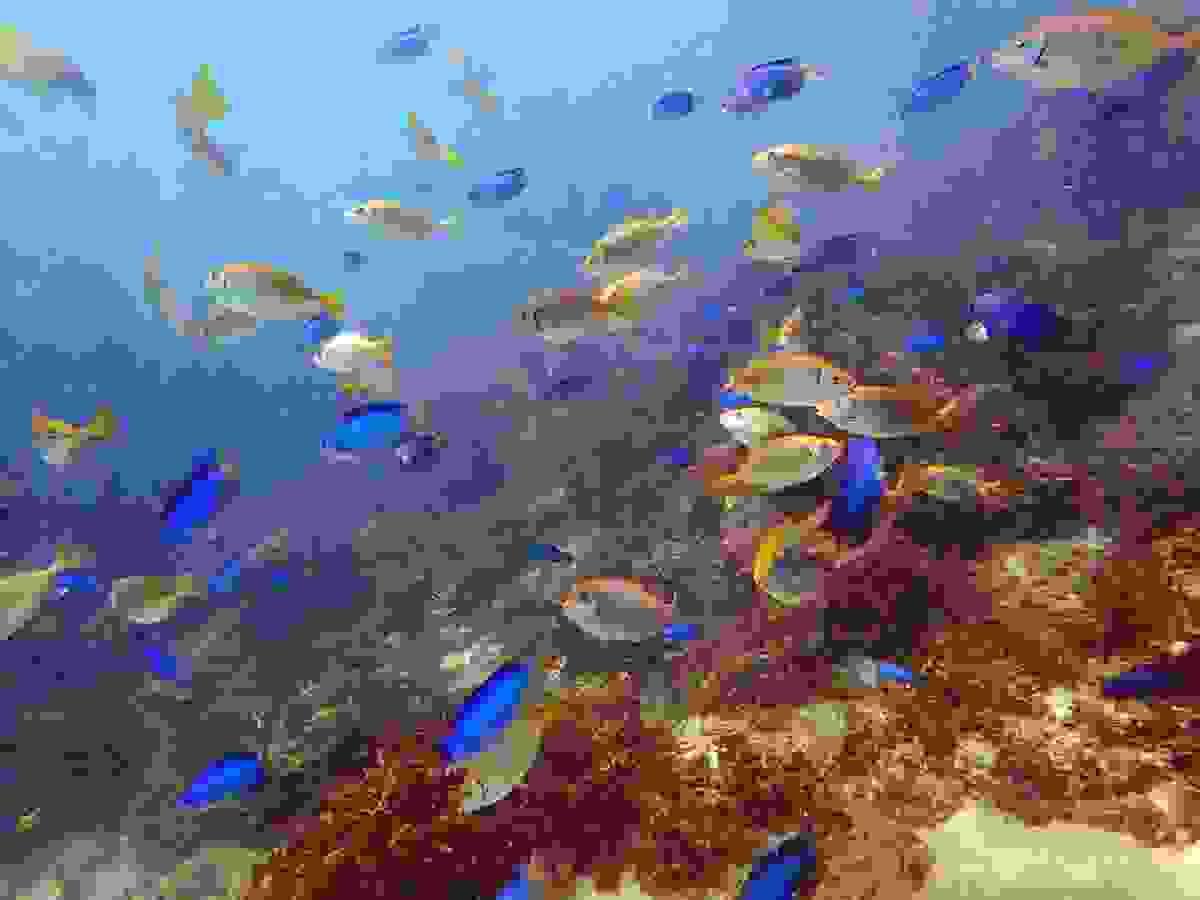 Section image