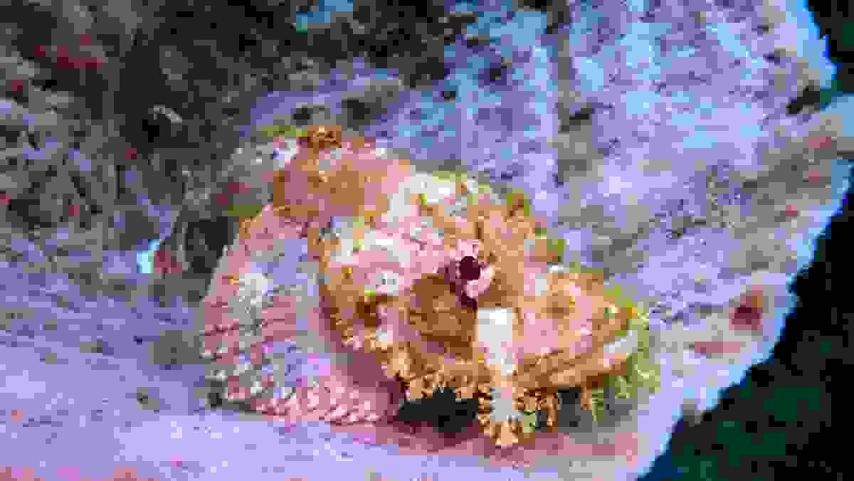 Section image