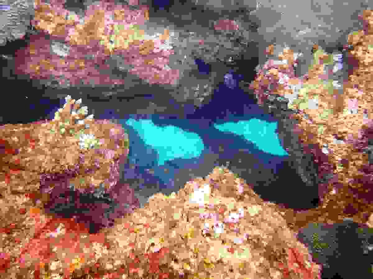 Section image