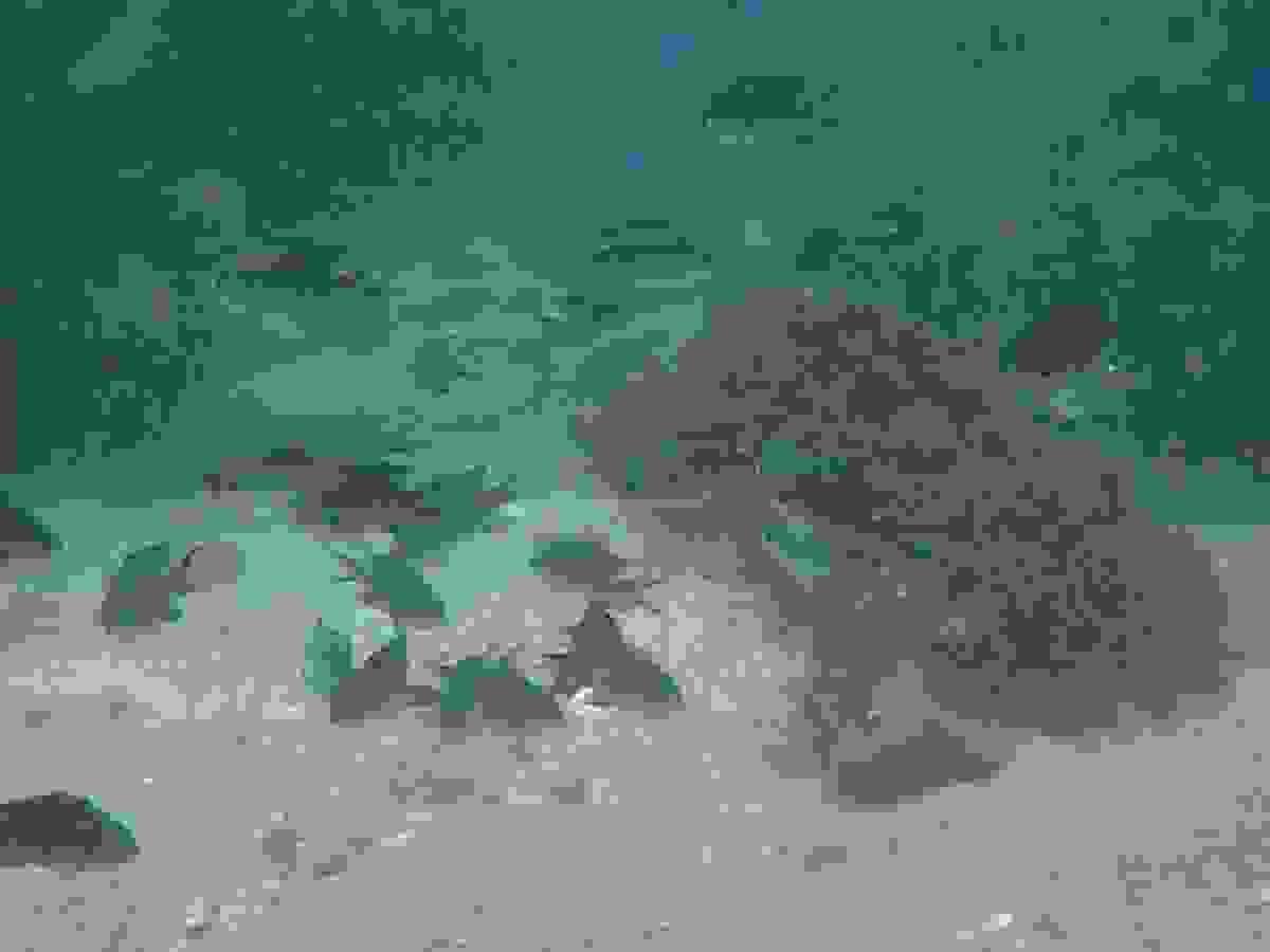 Section image