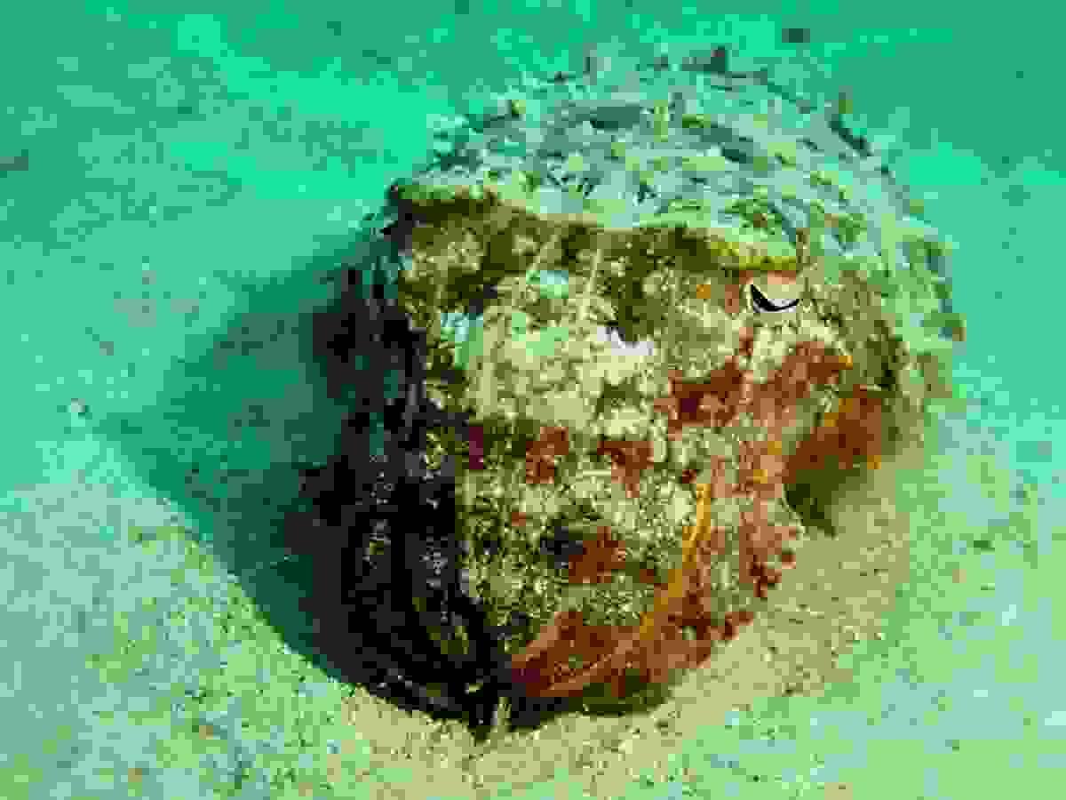 Section image