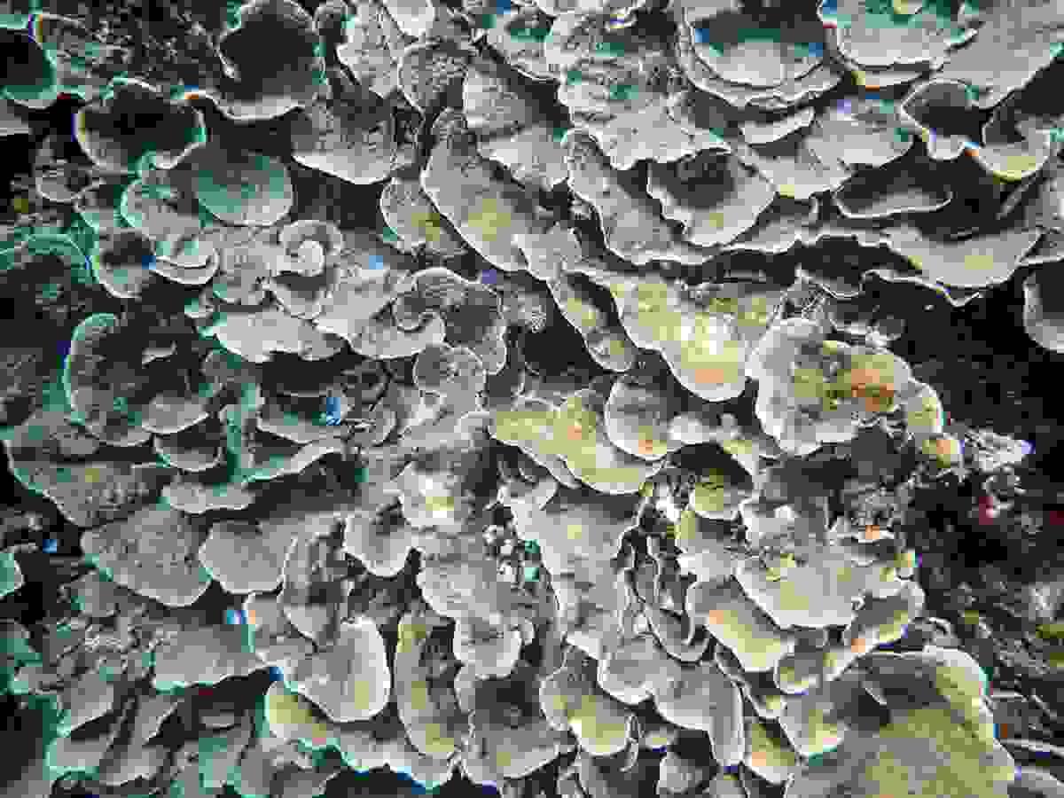 Section image