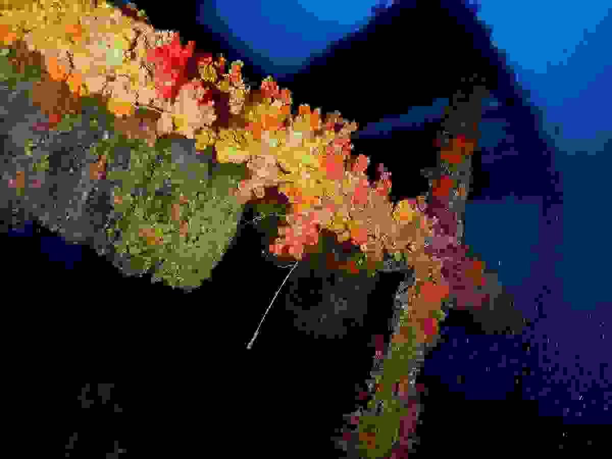Section image