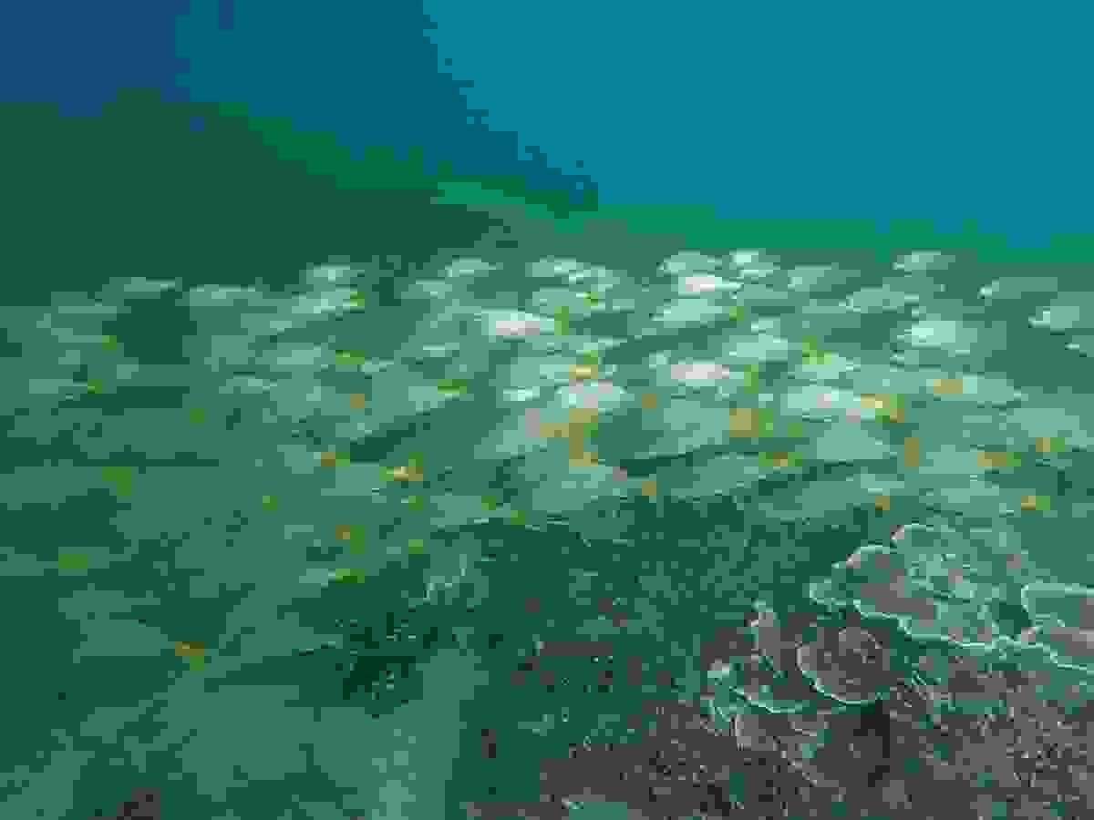 Section image