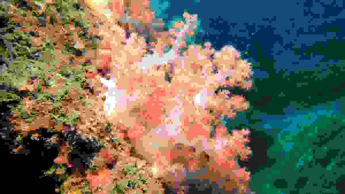 Section image