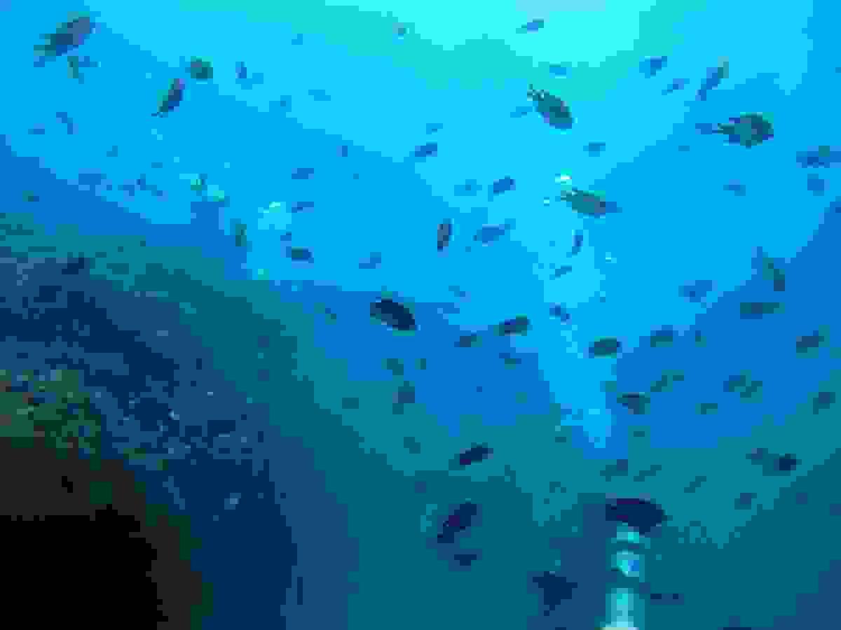 Section image