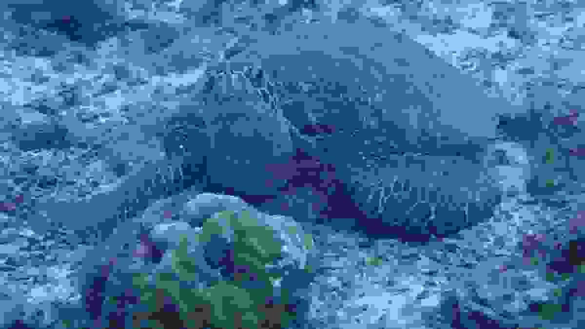 Section image