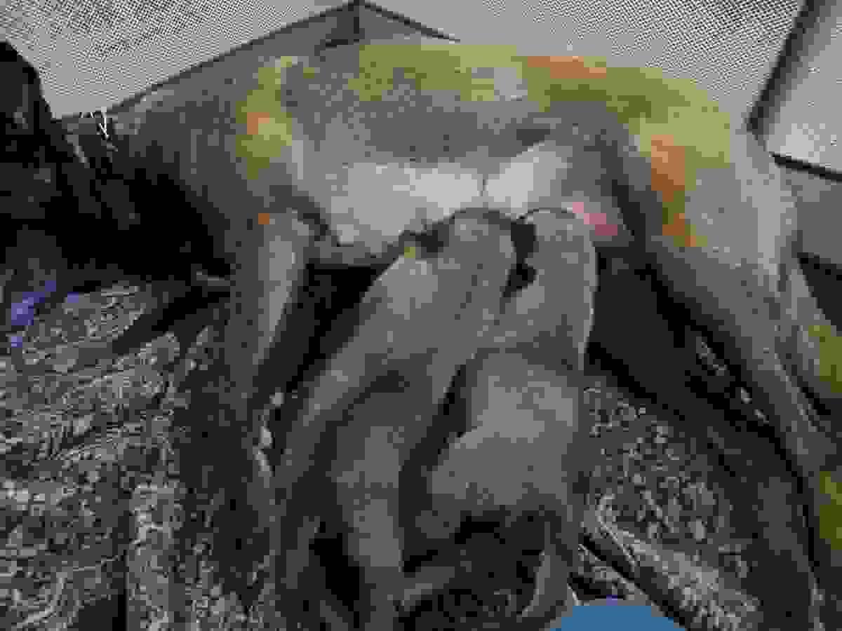 Section image