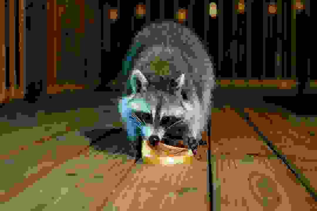 broken image