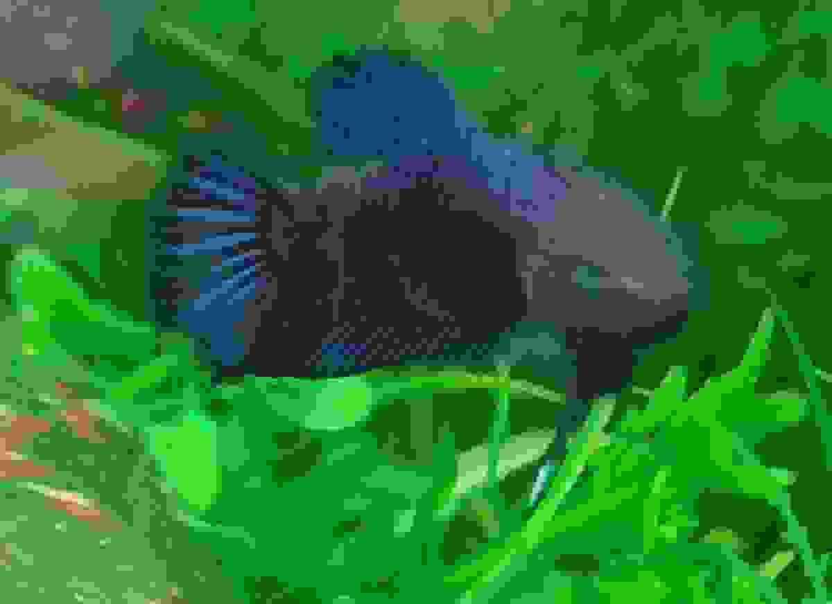 Section image