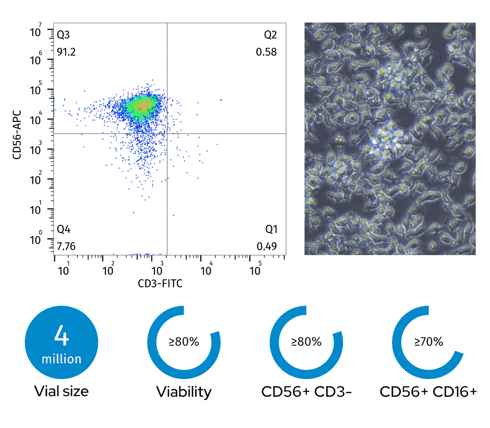Left: Flow cytometry plot (91.2% CD56+ CD3-, 7.76% CD3+ CD56-); Right: photomicrograph of NK cells. Bottom: 4 million vial size, ≥80% viability, ≥80% CD56+ CD3- fraction, ≥70% CD56+ CD16+ fraction Left: Flow cytometry plot (91.2% CD56+ CD3-, 7.76% CD3+ CD56-); Right: photomicrograph of NK cells. Bottom: 4 million vial size, ≥80% viability, ≥80% CD56+ CD3- fraction, ≥70% CD56+ CD16+ fraction