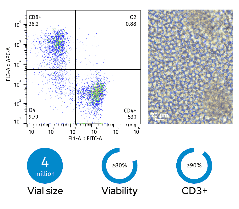 Left: Flow cytometry plot (36.2% CD8+, 53.1% CD4+); Right: photomicrograph of pan T cells (scale bar: 20 µm). Bottom: 4 million vial size, ≥80% viability, ≥90% CD3+ fraction Left: Flow cytometry plot (36.2% CD8+, 53.1% CD4+); Right: photomicrograph of pan T cells (scale bar: 20 µm). Bottom: 4 million vial size, ≥80% viability, ≥90% CD3+ fraction