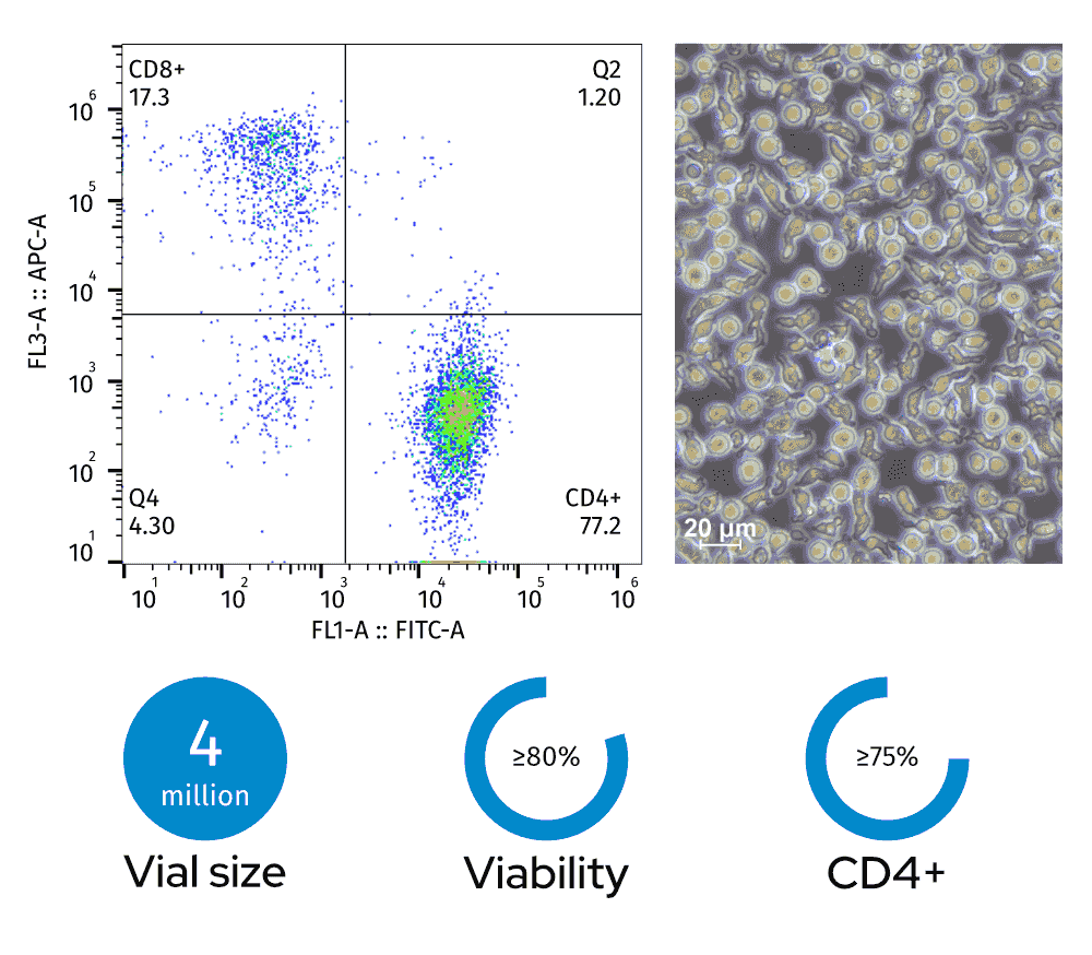 Left: Flow cytometry plot (77.2% CD4+, 17.3% CD8+); Right: photomicrograph of CD4+ helper T cells (scale bar: 20 µm). Bottom: 4 million vial size, ≥80% viability, ≥75% CD4+ fraction Left: Flow cytometry plot (77.2% CD4+, 17.3% CD8+); Right: photomicrograph of CD4+ helper T cells (scale bar: 20 µm). Bottom: 4 million vial size, ≥80% viability, ≥75% CD4+ fraction