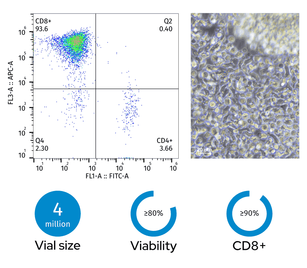 Left: Flow cytometry plot (93.6% CD8+, 3.66% CD4+); Right: photomicrograph of CD8+ cytotoxic T cells (scale bar: 20 µm). Bottom: 4 million vial size, ≥80% viability, ≥90% CD8+ fraction Left: Flow cytometry plot (93.6% CD8+, 3.66% CD4+); Right: photomicrograph of CD8+ cytotoxic T cells (scale bar: 20 µm). Bottom: 4 million vial size, ≥80% viability, ≥90% CD8+ fraction