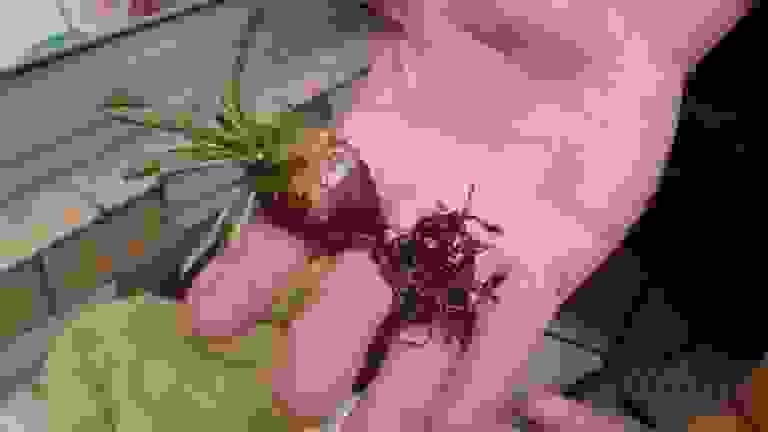 Section image