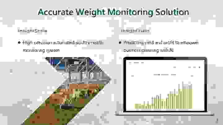 An infographic shows the capabilities of iCHASE’s smart scale for poultry. An infographic shows the capabilities of iCHASE’s smart scale for poultry.