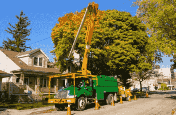 Residential Tree Removal
