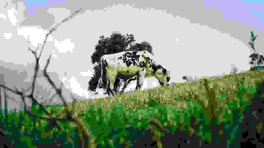 broken image