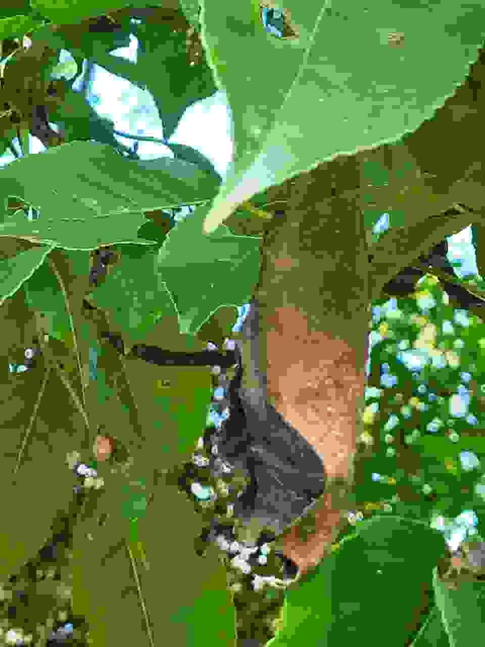 Section image