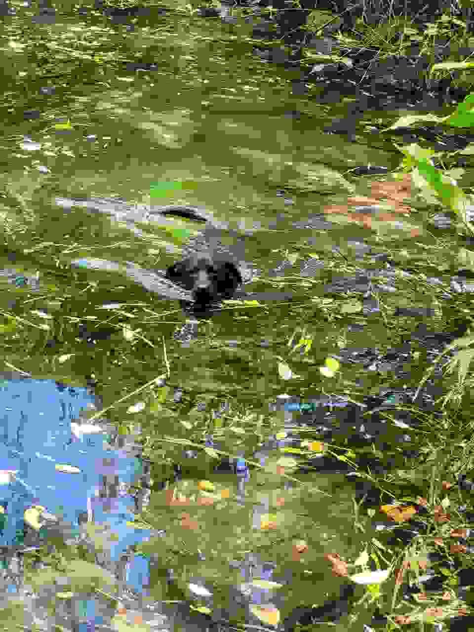 Section image