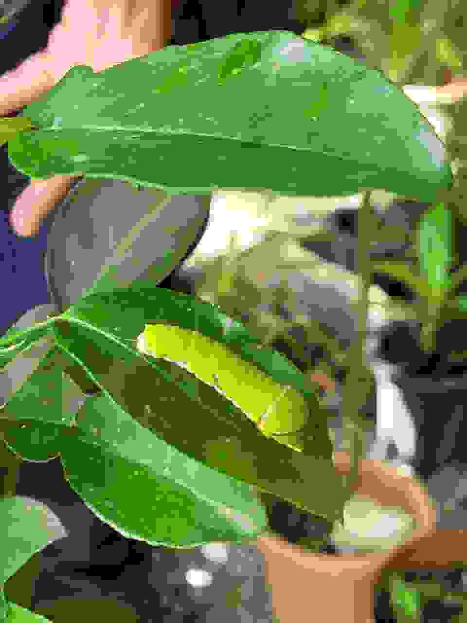 Section image