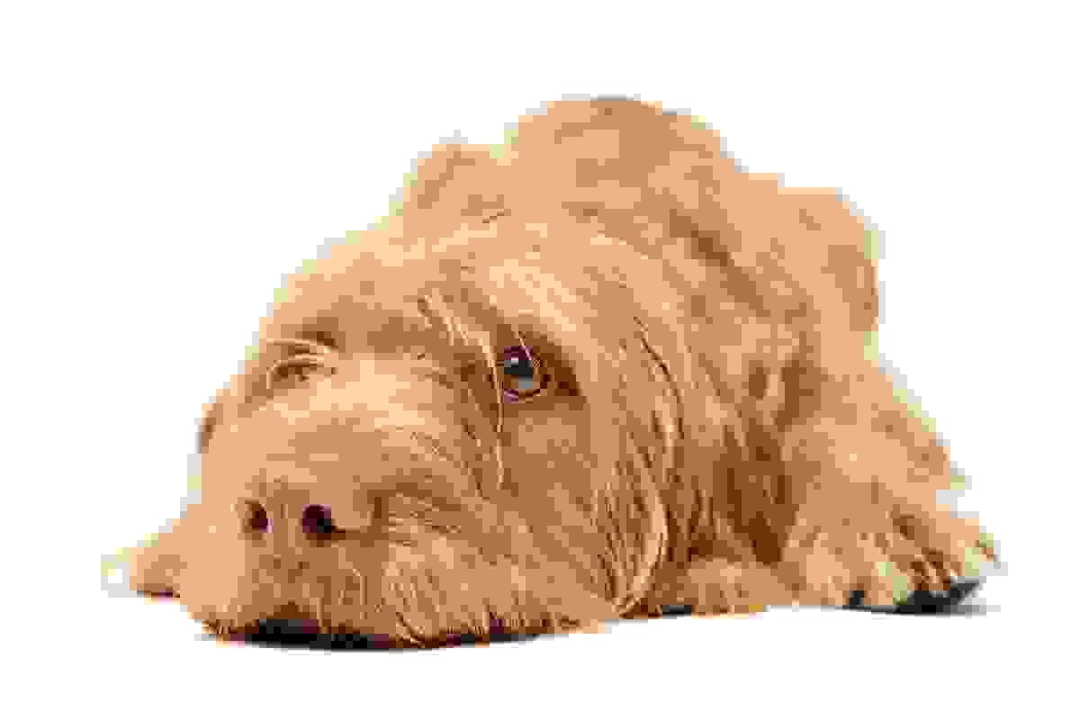 broken image