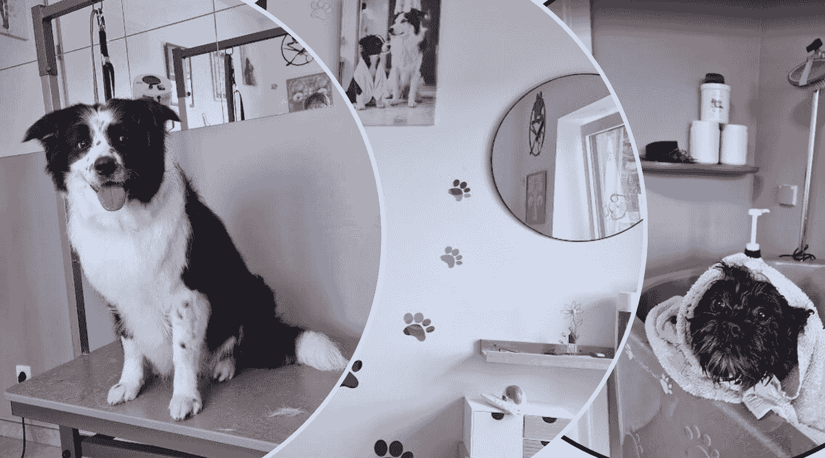 comment trouver un bon élevage de chiots. éducation canine Houffalize