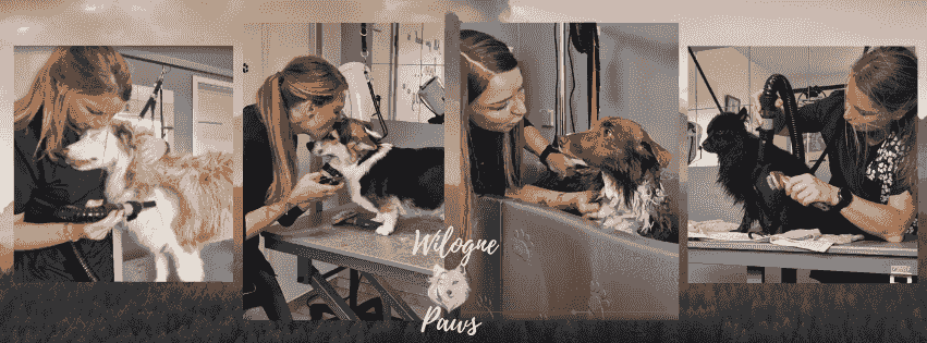 comment trouver un bon élevage de chiots. éducation canine Houffalize comment trouver un bon élevage de chiots. éducation canine Houffalize