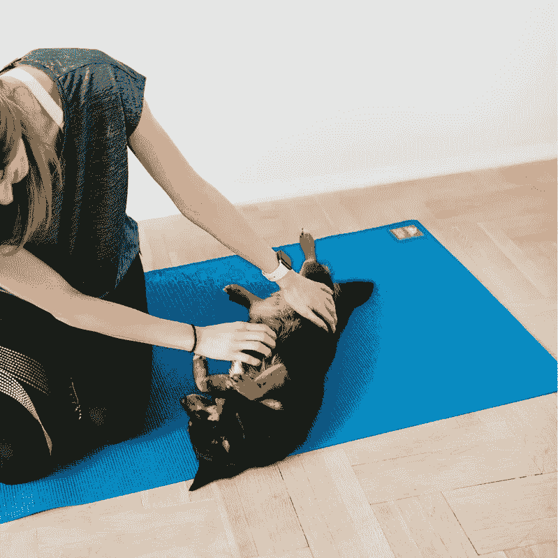 Medical training soin coopératif Wilogne Paws toilettage Houffalize Medical training soin coopératif Wilogne Paws toilettage Houffalize