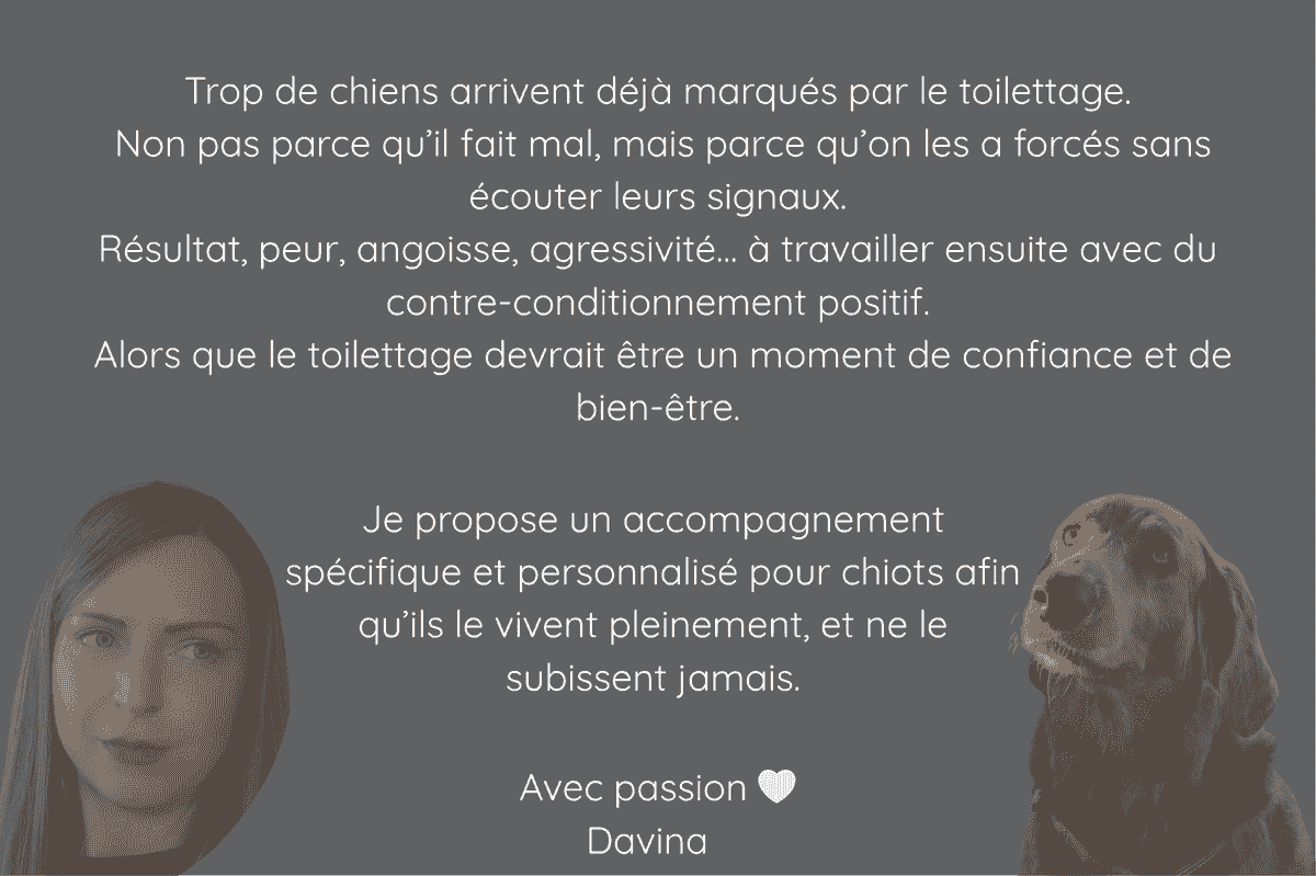 Un chiot sensibilisé, c’est un chien fragilisé. Trop de chiens arrivent déjà marqués par le toilettage. Non pas parce qu’il fait mal, mais parce qu’on les a forcés sans écouter leurs signaux. Résultat, peur, angoisse, agressivité… à travailler ensuite avec du contre-conditionnement positif. Alors que le toilettage devrait être un moment de confiance et de bien-être.Je propose un accompagnement spécifique et personnalisé pour chiots afin qu’ils le vivent pleinement, et ne le subissent jamais. Avec passion 🤍 Davina Houffalize Un chiot sensibilisé, c’est un chien fragilisé. Trop de chiens arrivent déjà marqués par le toilettage. Non pas parce qu’il fait mal, mais parce qu’on les a forcés sans écouter leurs signaux. Résultat, peur, angoisse, agressivité… à travailler ensuite avec du contre-conditionnement positif. Alors que le toilettage devrait être un moment de confiance et de bien-être.Je propose un accompagnement spécifique et personnalisé pour chiots afin qu’ils le vivent pleinement, et ne le subissent jamais. Avec passion 🤍 Davina Houffalize