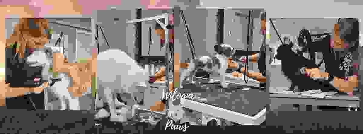 comment trouver un bon élevage de chiots. éducation canine Houffalize