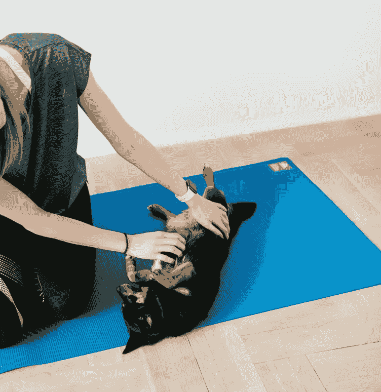 Medical training soin coopératif Wilogne Paws toilettage Houffalize Medical training soin coopératif Wilogne Paws toilettage Houffalize