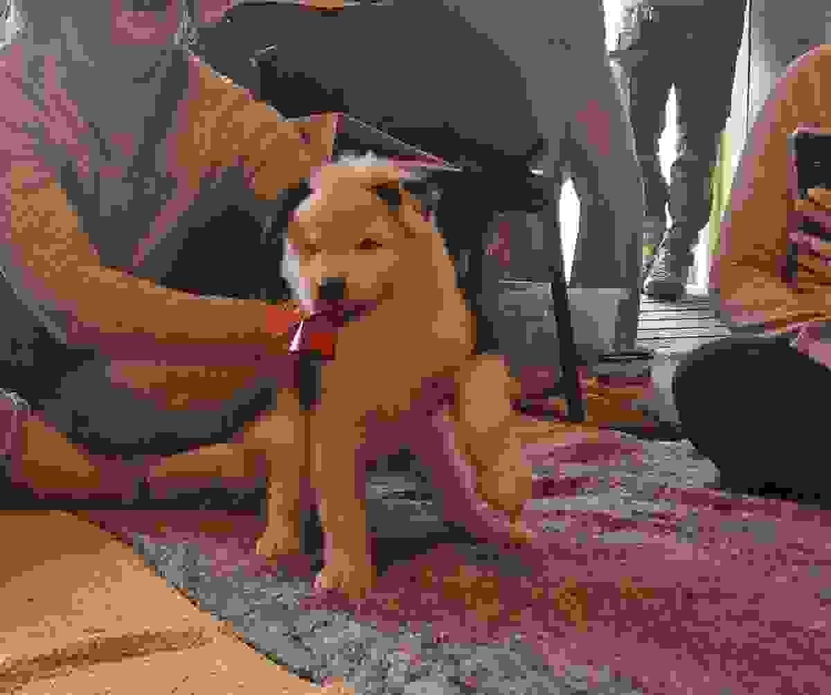 comment trouver un bon élevage de chiots. éducation canine Houffalize comment trouver un bon élevage de chiots. éducation canine Houffalize