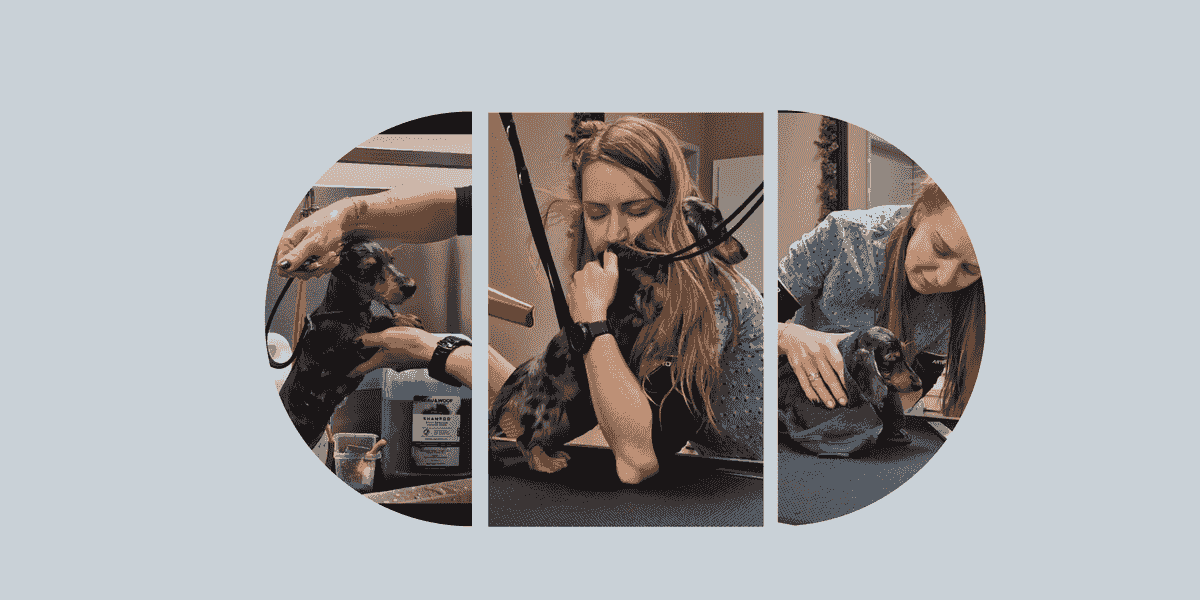 Medical training soin coopératif Wilogne Paws toilettage Houffalize Medical training soin coopératif Wilogne Paws toilettage Houffalize