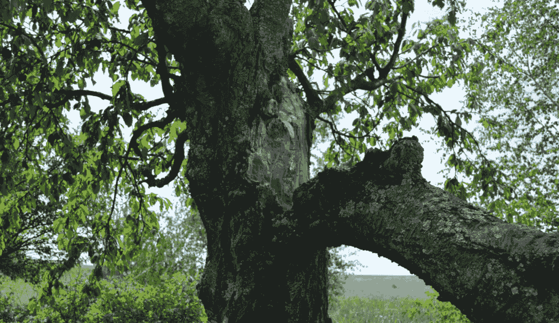 Emergency Tree Service Oceanside California