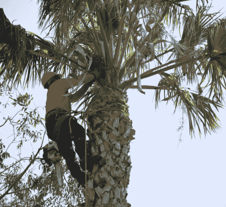 Tree Trimming Oceanside California