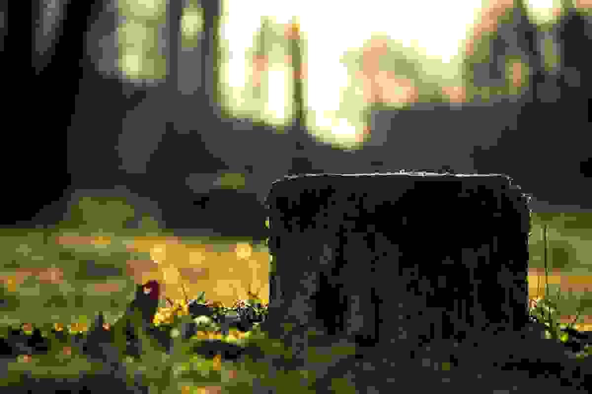 Why You Should Hire a Stump Grinding Specialist