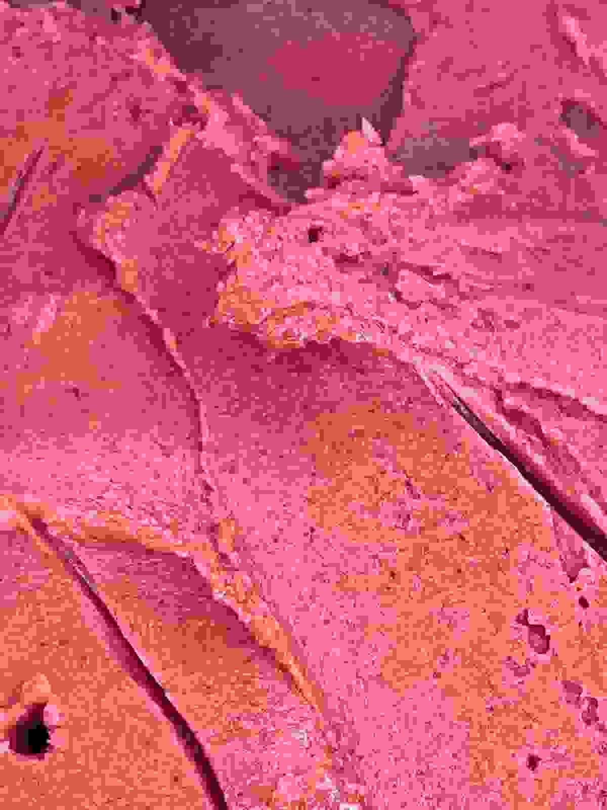 Section image
