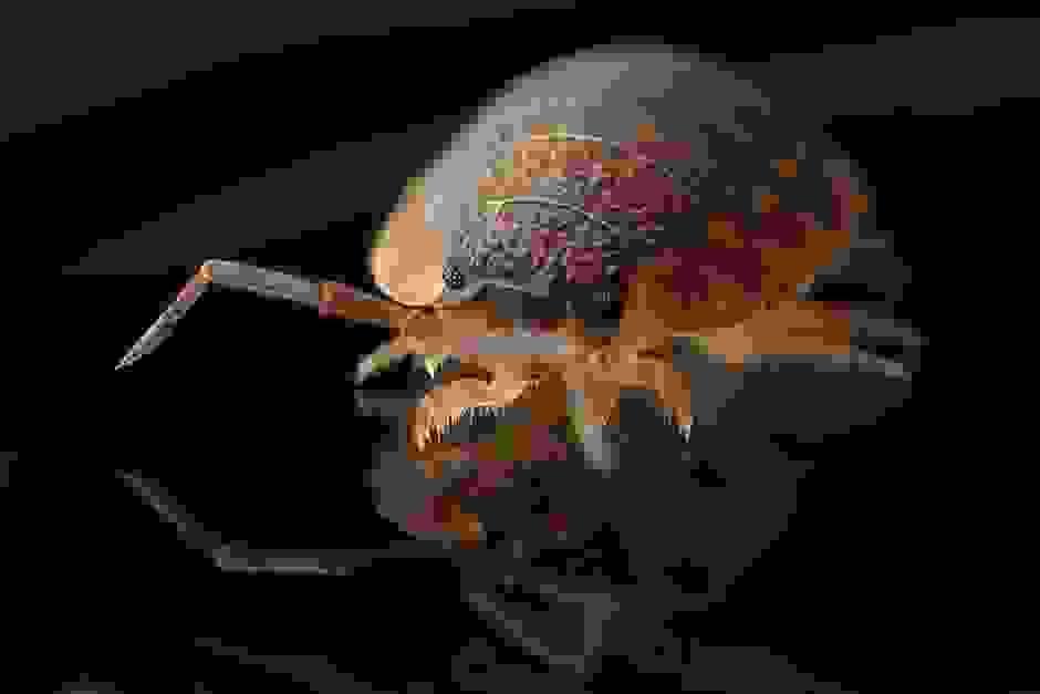 broken image