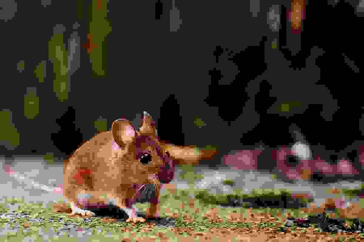 broken image