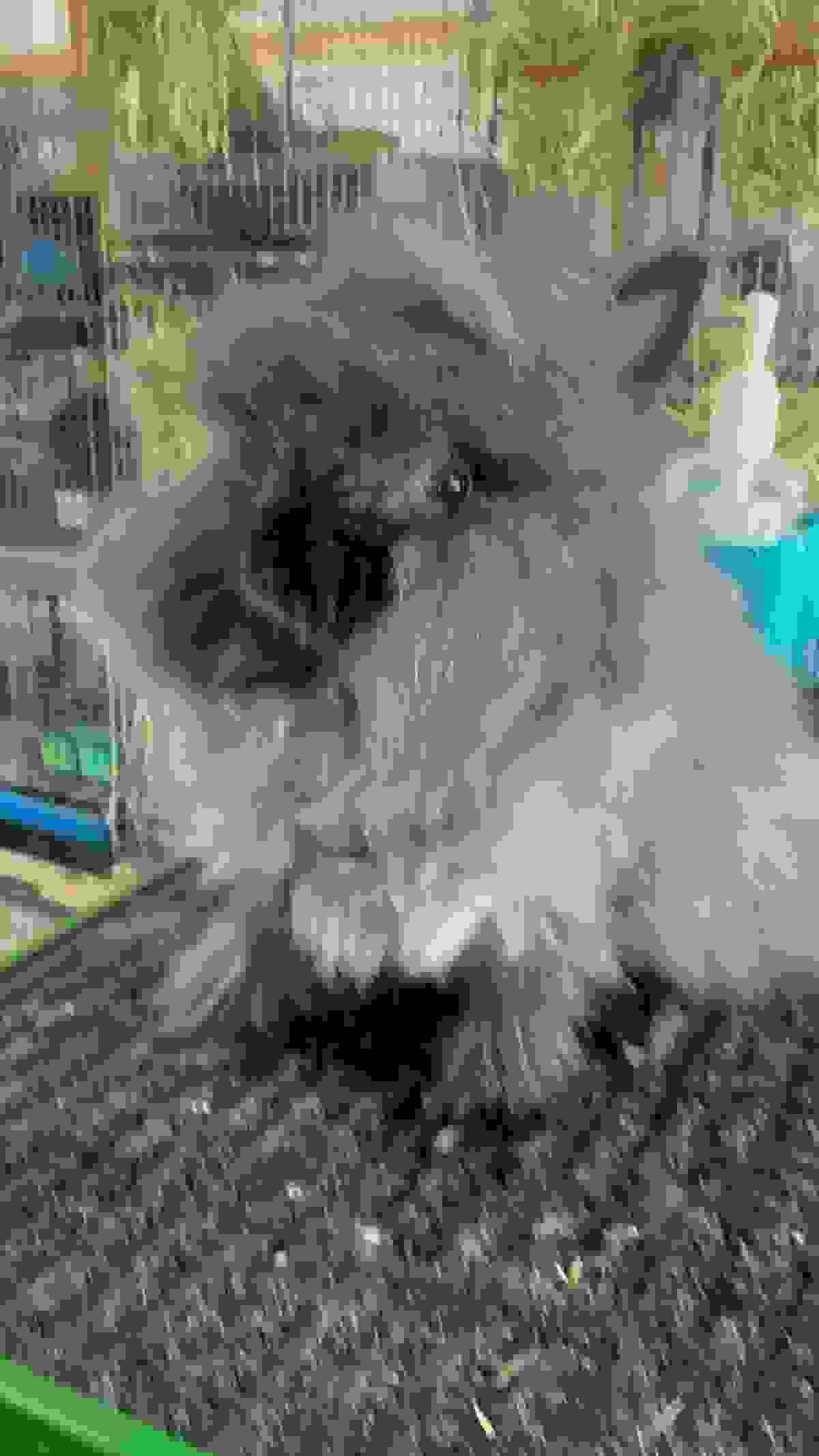 broken image