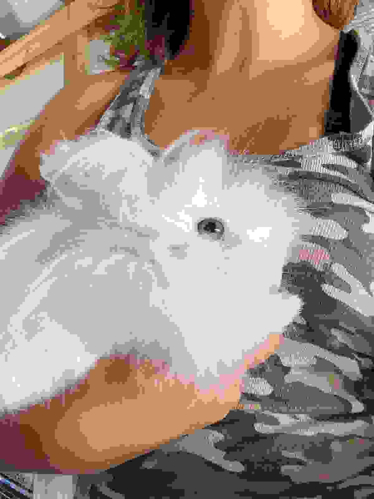 broken image